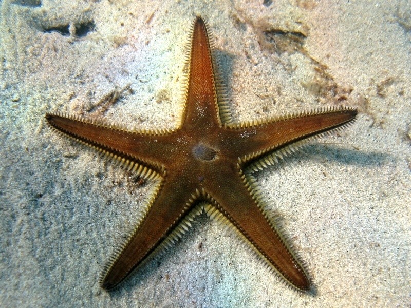 Astropecten bispinosus (Otto, 1823)